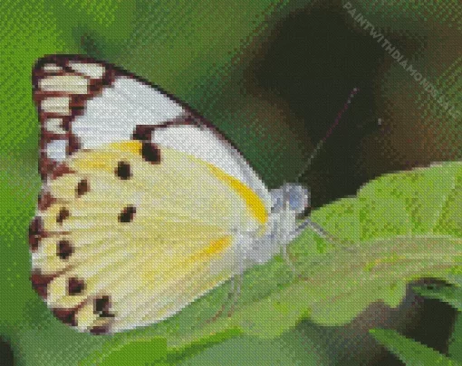 Belenois Butterfly Diamond Painting