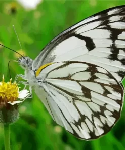 Belenois Butterfly Close Up Diamond Painting