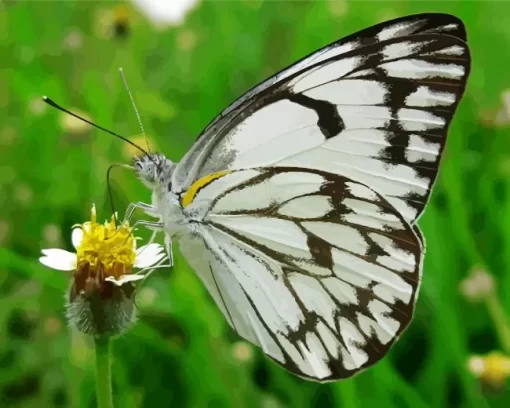 Belenois Butterfly Close Up Diamond Painting