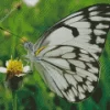 Belenois Butterfly Close Up Diamond Painting