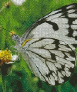 Belenois Butterfly Close Up Diamond Painting