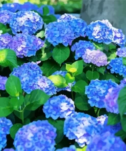 Bigleaf Hydrangeas Diamond Painting