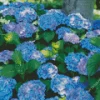 Bigleaf Hydrangeas Diamond Painting