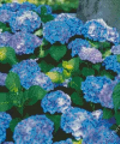 Bigleaf Hydrangeas Diamond Painting