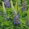 Bigleaf Lupine Diamond Painting