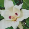 Bigleaf Magnolia Diamond Painting