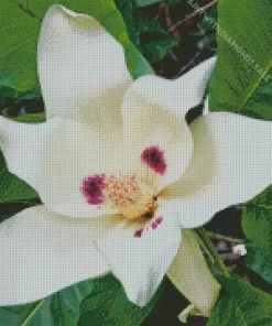 Bigleaf Magnolia Diamond Painting