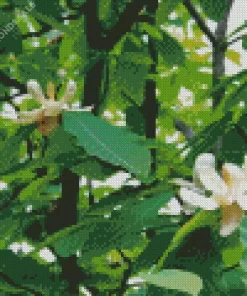 Bigleaf Magnolia Plant Diamond Painting