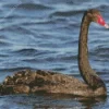 Black Swan Diamond Painting