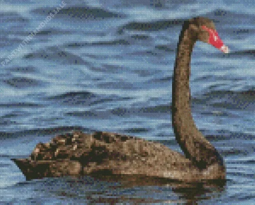 Black Swan Diamond Painting