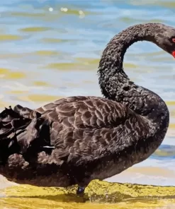 Black Swan Bird Diamond Painting