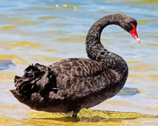 Black Swan Bird Diamond Painting