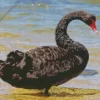 Black Swan Bird Diamond Painting