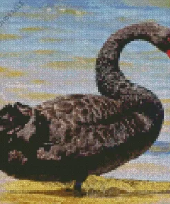 Black Swan Bird Diamond Painting