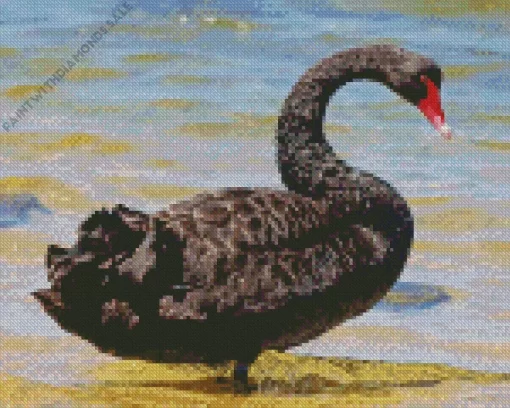 Black Swan Bird Diamond Painting