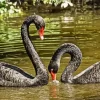 Black Swan Couple Diamond Painting