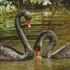 Black Swan Couple Diamond Painting