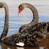 Black Swan Pair Diamond Painting