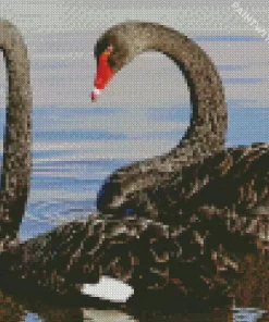 Black Swan Pair Diamond Painting