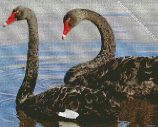 Black Swan Pair Diamond Painting