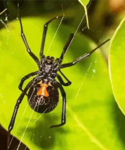 Black Widow Spider Diamond Painting