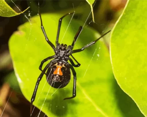 Black Widow Spider Diamond Painting