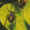 Black Widow Spider Diamond Painting