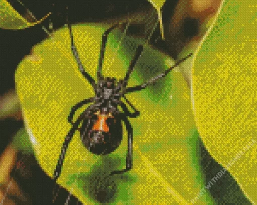 Black Widow Spider Diamond Painting