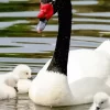 Black Necked Swan Diamond Painting