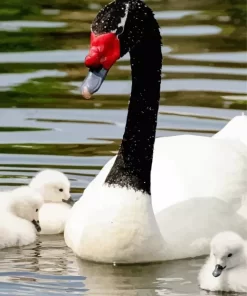 Black Necked Swan Diamond Painting