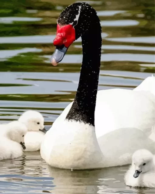 Black Necked Swan Diamond Painting