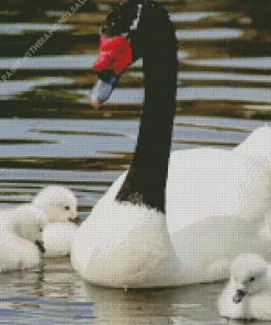 Black Necked Swan Diamond Painting