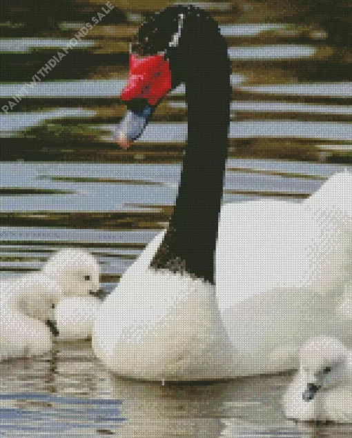 Black Necked Swan Diamond Painting