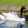 Black Necked Swan Bird Diamond Painting