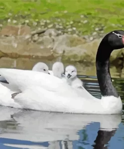 Black Necked Swan Bird Diamond Painting