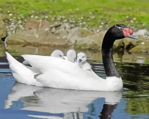 Black Necked Swan Bird Diamond Painting