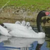 Black Necked Swan Bird Diamond Painting