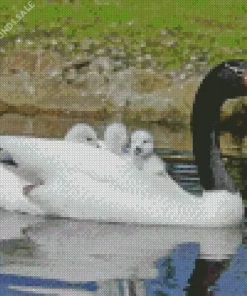 Black Necked Swan Bird Diamond Painting