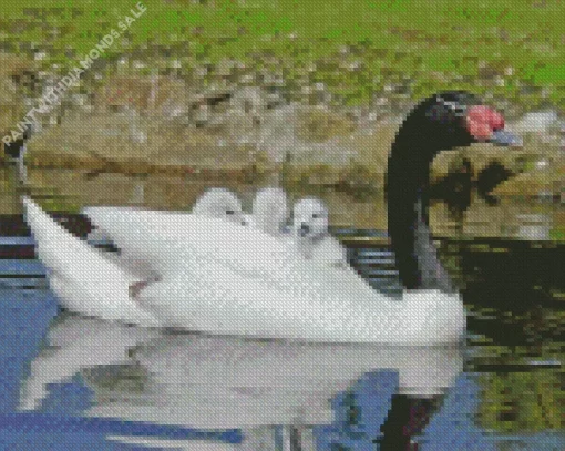 Black Necked Swan Bird Diamond Painting