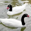 Black Necked Swan Couple Diamond Painting