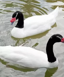 Black Necked Swan Couple Diamond Painting