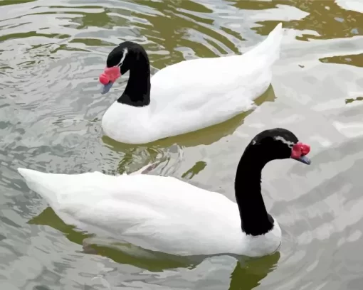 Black Necked Swan Couple Diamond Painting