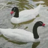 Black Necked Swan Couple Diamond Painting