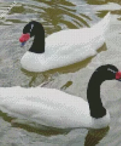 Black Necked Swan Couple Diamond Painting