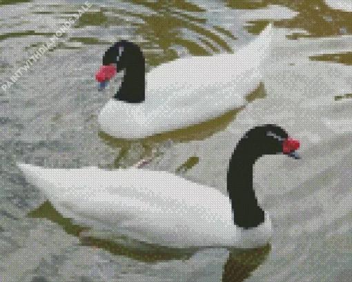 Black Necked Swan Couple Diamond Painting