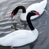 Black Necked Swan Pair Diamond Painting