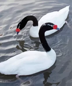 Black Necked Swan Pair Diamond Painting