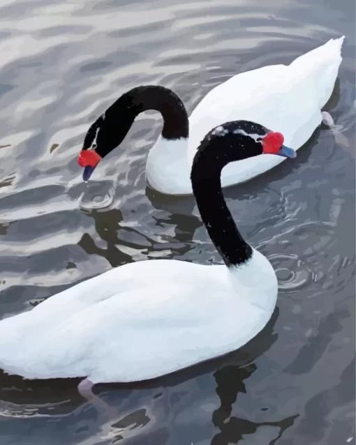 Black Necked Swan Pair Diamond Painting