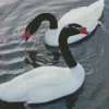 Black Necked Swan Pair Diamond Painting