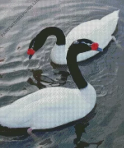 Black Necked Swan Pair Diamond Painting